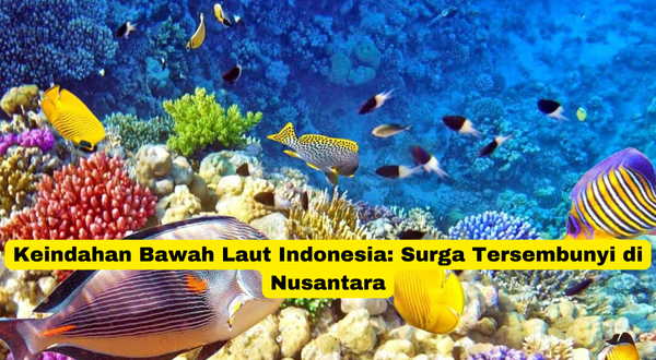 Keindahan Bawah Laut Indonesia Surga Tersembunyi di Nusantara