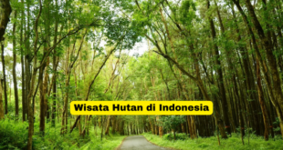 Wisata Hutan di Indonesia