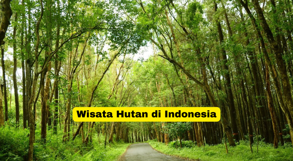 Wisata Hutan di Indonesia