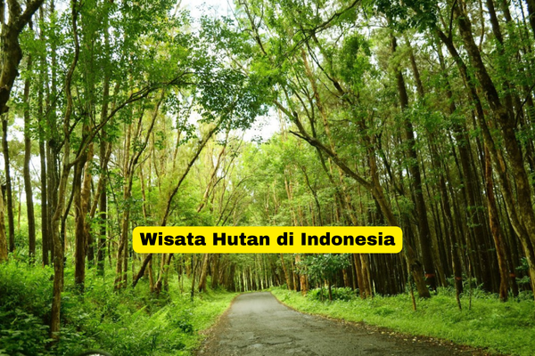 Wisata Hutan di Indonesia