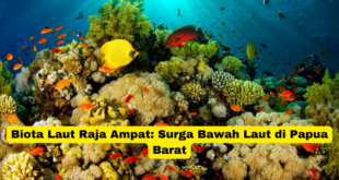 Biota Laut Raja Ampat Surga Bawah Laut di Papua Barat