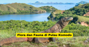 Flora dan Fauna di Pulau Komodo