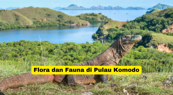 Flora dan Fauna di Pulau Komodo