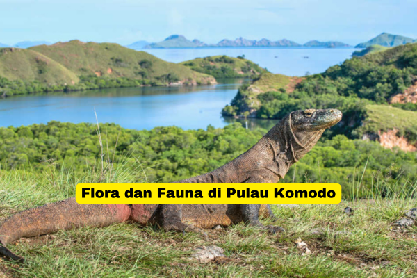 Flora dan Fauna di Pulau Komodo