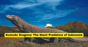 Komodo Dragons The Giant Predators of Indonesia