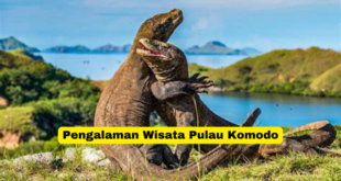 Pengalaman Wisata Pulau Komodo