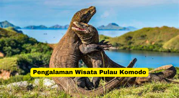 Pengalaman Wisata Pulau Komodo