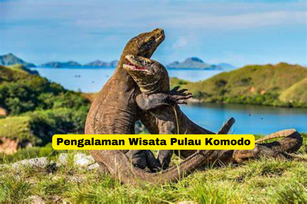 Pengalaman Wisata Pulau Komodo