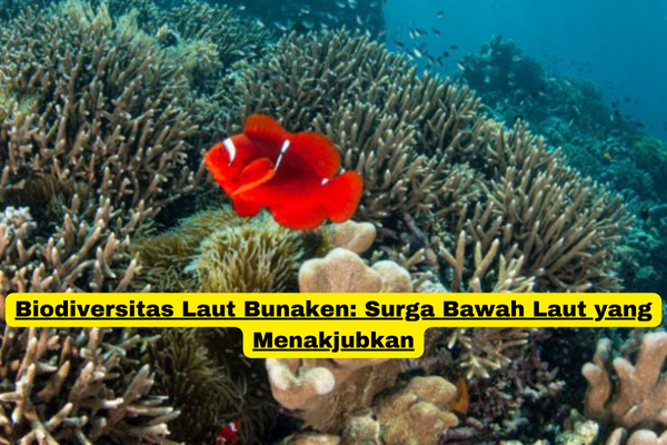 Biodiversitas Laut Bunaken Surga Bawah Laut yang Menakjubkan