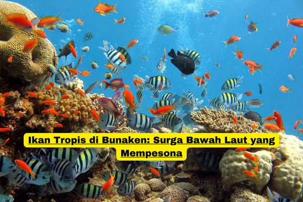 Ikan Tropis di Bunaken Surga Bawah Laut yang Mempesona