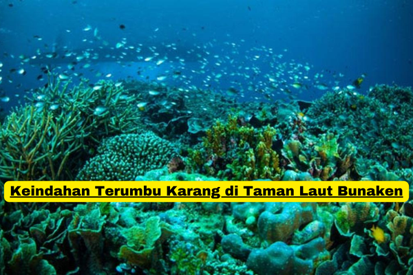 Keindahan Terumbu Karang di Taman Laut Bunaken