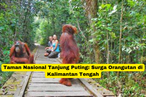 Taman Nasional Tanjung Puting Surga Orangutan di Kalimantan Tengah