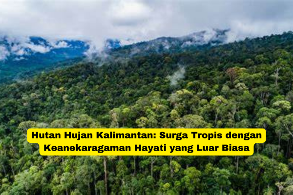 Hutan Hujan Kalimantan Surga Tropis dengan Keanekaragaman Hayati yang Luar Biasa