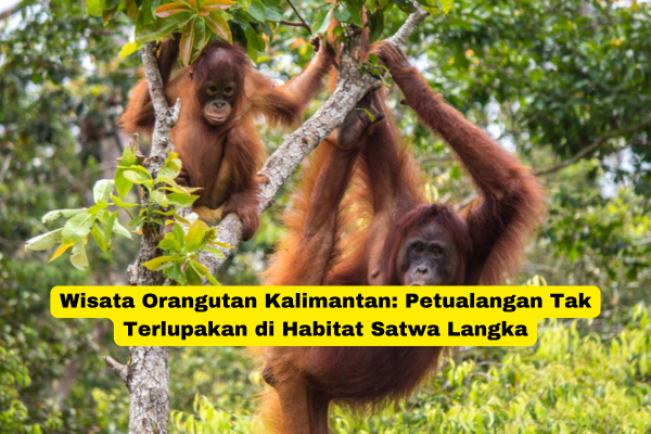 Wisata Orangutan Kalimantan Petualangan Tak Terlupakan di Habitat Satwa Langka